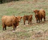 Highland Cattle 9Y316D-030